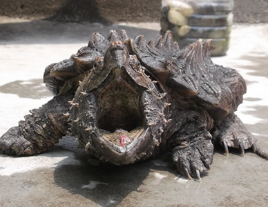 大鳄龜的生活習性 鳄龜喜食活體動物