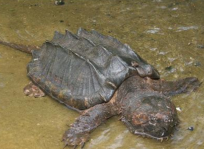 大鳄龜吃什麼長得快 動物內髒要少喂