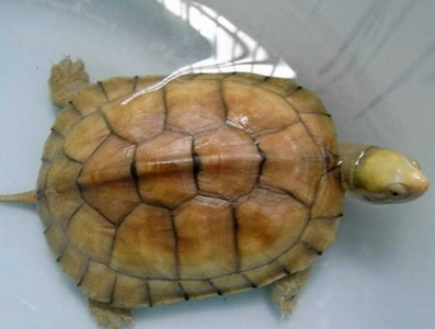 黃喉擬水龜如何冬眠 可以在水裡冬眠
