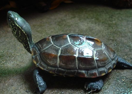 中華草龜壽命 草龜的壽命非常的長