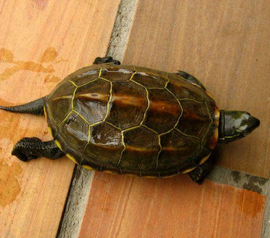 中華草龜飼養方法 水深要隨季節而增減