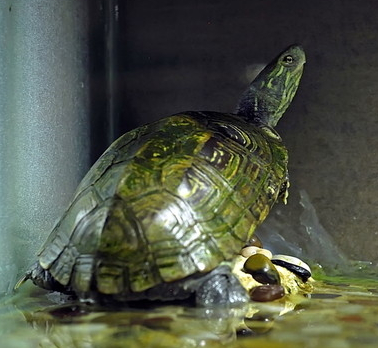 中華草龜怎麼養 不需要喂食太頻繁