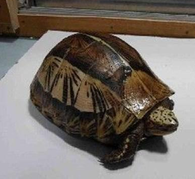 黃額閉殼龜飼養環境 龜的溫度控制