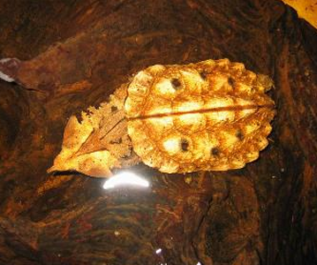 枯葉龜吃什麼 主要以水生無脊椎動物為食