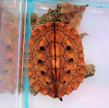枯葉龜怎麼養 是一種游泳很好的龜類