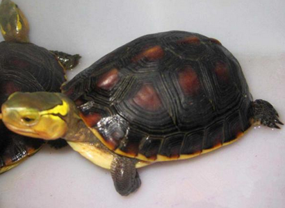 黃緣閉殼龜吃什麼 以動物性餌料為主