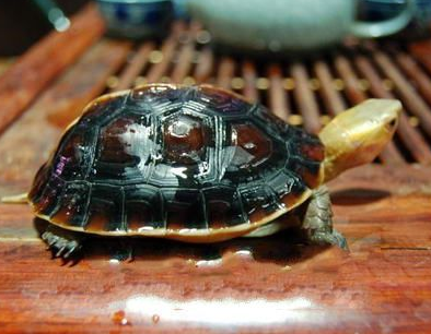 黃緣閉殼龜能長多大 飲用水要保持干淨