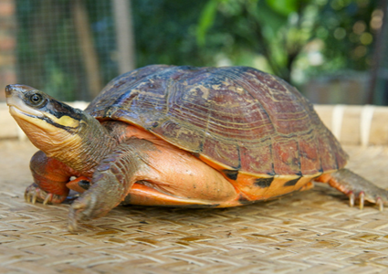 怎麼讓烏龜吃東西 一般在中午前後攝食