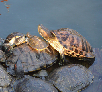烏龜用什麼呼吸 一般是有兩種方式