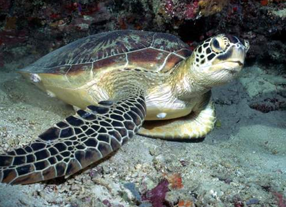 綠海龜怎麼養 需要高氧的水質環境