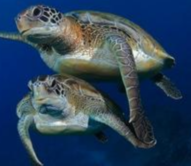 綠海龜什麼時間產蛋 一年可產卵數次