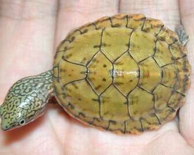 麝香龜能長多大 大多長到8-10cm