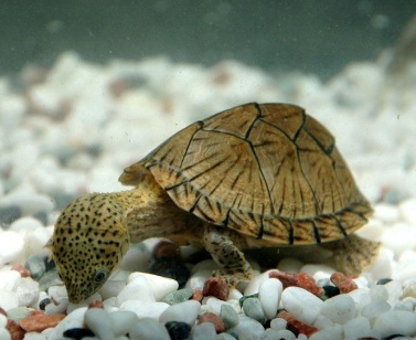 麝香龜怎麼養 是典型的雜食性龜類