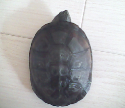 東非側頸龜能長多大 它是一種小型寵物龜