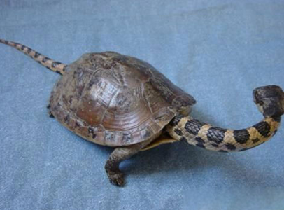 蛇頸龜能長多大 有長頸和粗糙不平的龜殼