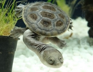 蛇頸龜飼養 幼體也是很容易養的