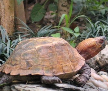 鋸緣龜可以冬眠嗎 在原產地並不冬眠