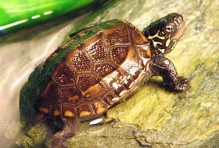 草龜能長多大 人工飼養的母草龜有3斤左右