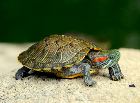 剛出生的烏龜吃什麼 一般需要在水中進食