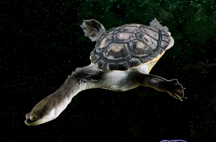 長頸龜能長多大 蛇頸龜人工飼養的更大