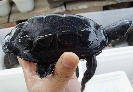 墨龜能長多大 黑色為激素後天刺激形成