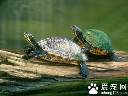 烏龜冬眠多長時間 一般有3-4個月的時間