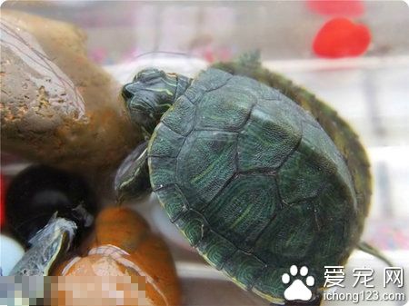 烏龜可以不冬眠嗎 給烏龜的生存環境加溫