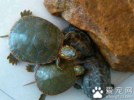 怎樣幫助烏龜冬眠 烏龜是一種外溫動物