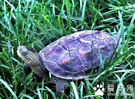 中華花龜圖片 詳解如何挑選中華花龜