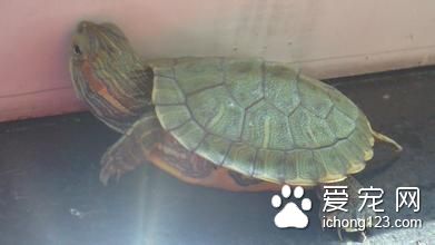 怎麼飼養烏龜 烏龜的日常管理注意事項
