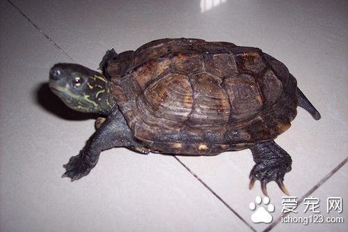 烏龜孵化過程 烏龜孵化需要的日常管理