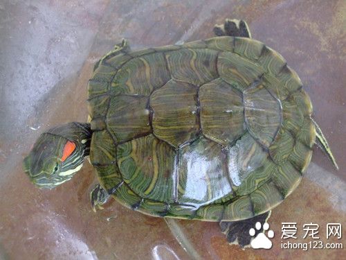 稚龜怎麼養 烏龜的培育需要注意的主要事項