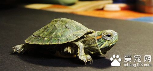 烏龜養殖技術 烏龜生態養殖常見的幾種模式