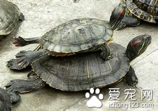 怎麼運送寵物 烏龜運輸需要注意的主要事項