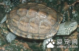 烏龜養殖場 烏龜養殖需要的條件有哪些