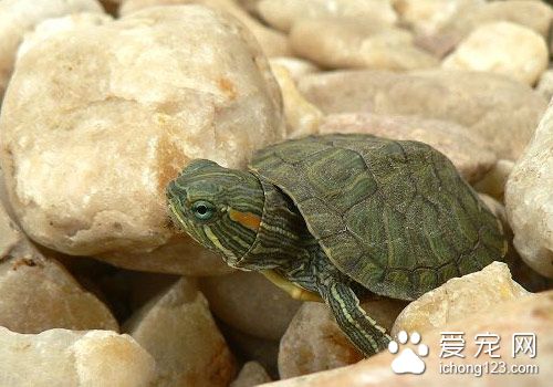 烏龜孵化溫度 烏龜人工孵化需要注意的事項
