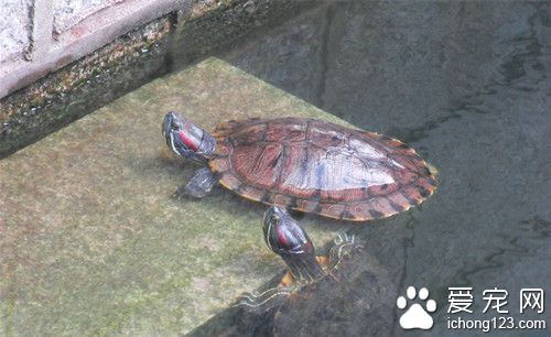 寵物龜的種類 寵物龜的選購注意事項