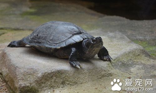 烏龜怎麼養長得快 幼龜和商品龜養殖注意技巧