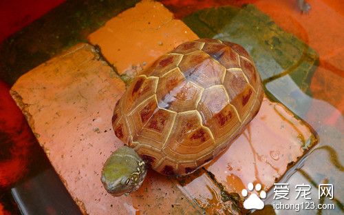 怎麼養寵物龜 烏龜的器材選購注意事項