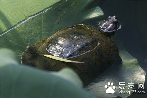 寵物龜怎麼養 初養寵物龜需要注意的事項