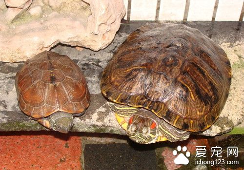 烏龜交配方式 烏龜交配產卵與采集需要注意事項