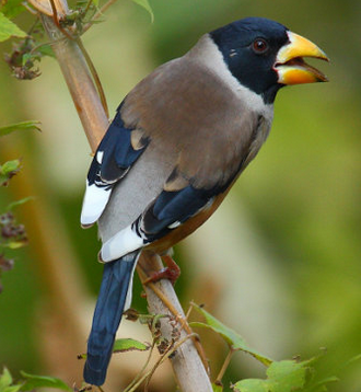 黑尾蠟嘴雀怎麼養 補充含鈣物質多的飼料