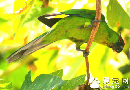 獨角鹦鹉怎麼養 它對新環境適應能力較強