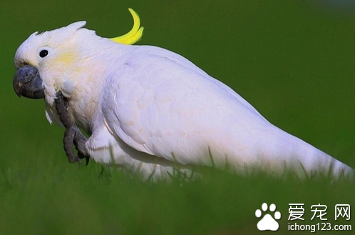 葵花鳳頭鹦鹉怎麼養 飼養起來還是比較麻煩