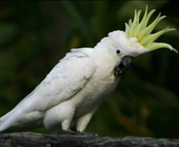葵花鳳頭鹦鹉吃什麼 經常搭配蔬果類喂食