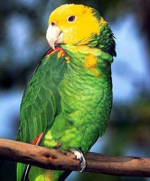 亞馬遜鹦鹉的飼養 提供天然和新鮮的食物