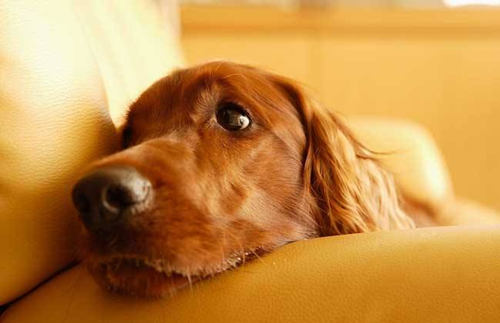 狗狗發燒症狀詳情 狗狗發燒怎麼辦