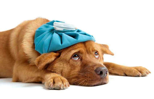 狗狗細小病毒的症狀與治療方法
