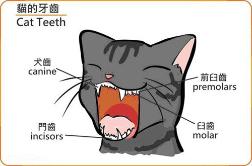 健康貓咪牙齒長什麼樣 貓咪牙齒健康護理小知識