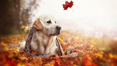 換季了狗狗要注意什麼 秋天狗狗注意事項